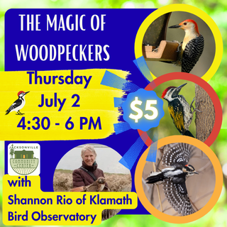 7/2 The Magic of Woodpeckers